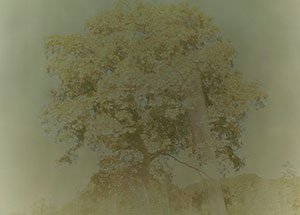"Time Tracers", curated by Ariel Shanberg, November 10 - December 23, 2007