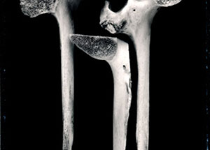 "Death Bizarre", curated by Colette Copeland, March 31 - May 27, 2007