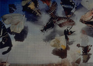 Managing Eden, curated by Kate Menconeri & Ariel Shanberg, August 16 - October 12, 2003