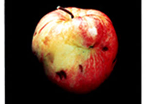 Managing Eden, curated by Kate Menconeri & Ariel Shanberg, August 16 - October 12, 2003