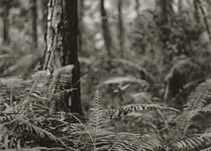 Landscape Forever, Dion Ogust, January 9 - February 28, 2010